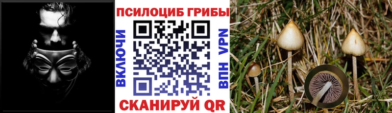 Псилоцибиновые грибы Psilocybine cubensis  Купить закладки  Навашино 